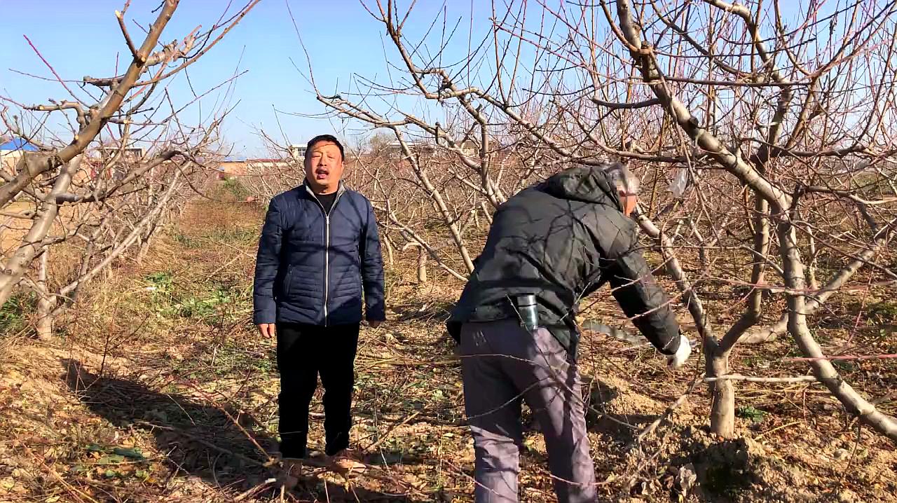 孙广军桃树修剪最新视频教程，技术更新与实操指南
