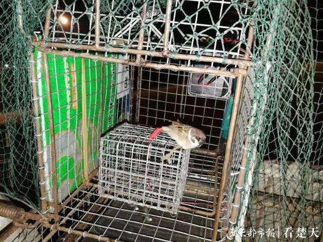 荆门楚天学校最新消息全面解读与分析