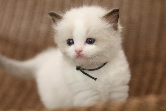 猫咪视频最新版，探索与猫咪的温馨互动新世界