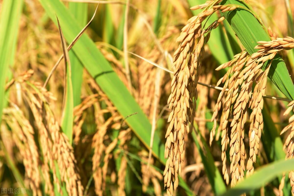 稻谷最新价格行情更新🌾