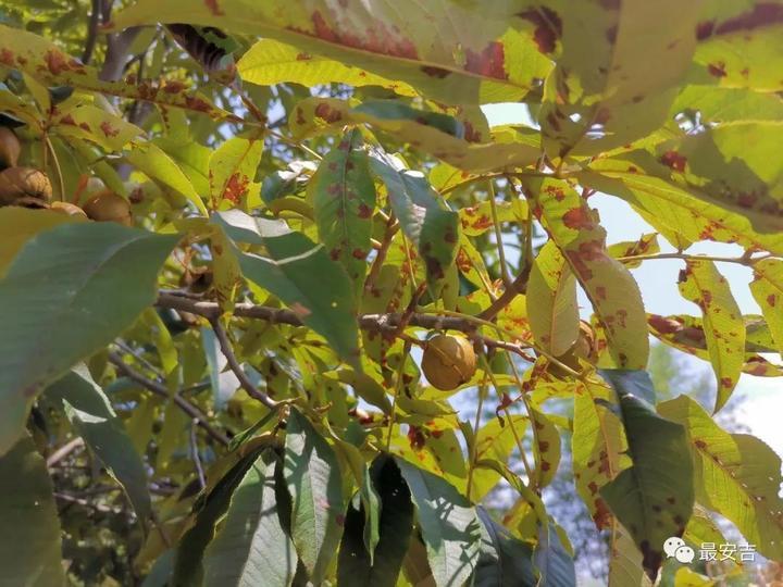 安吉台风最新消息解析，台风动态及应对方案全面解读