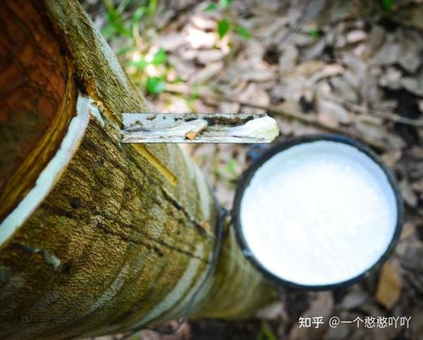 泰国橡胶减产最新动态及步骤指南