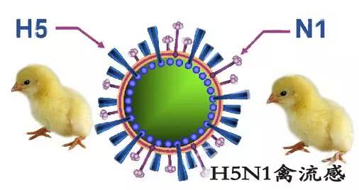 H5N1病毒最新动态，如何获取并理解关于病毒的新信息