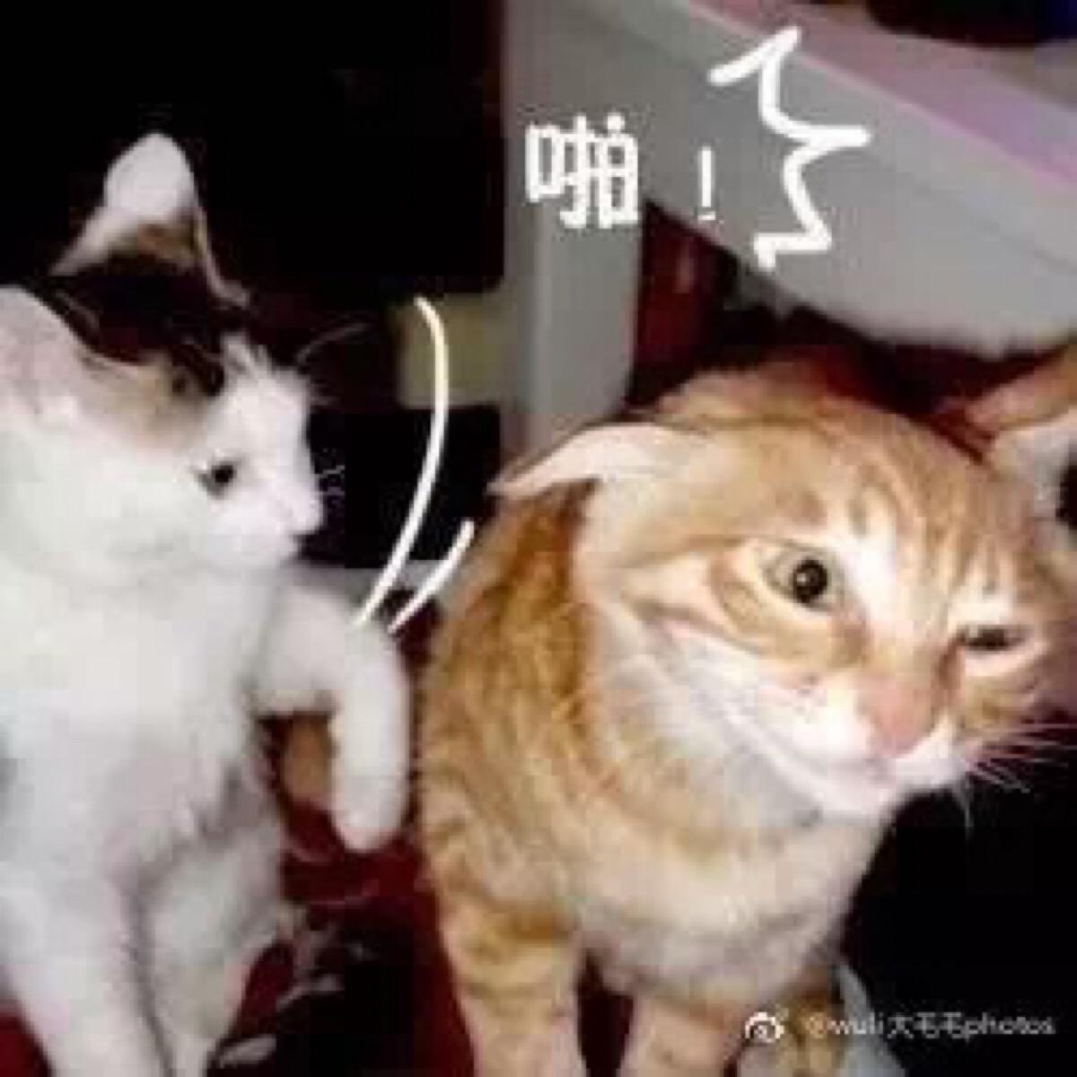 猫星秀人气飙升，最新趋势引关注