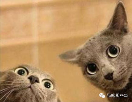 最新版快猫链接的观点论述与解析