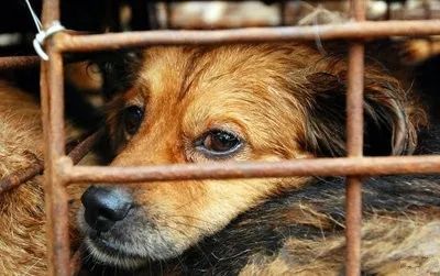 偷狗事件全面步骤指南，最新消息与应对建议