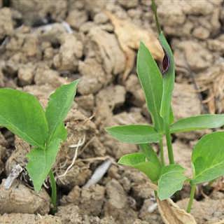 旱半夏最新种植技术观点论述，探索高效、可持续的种植策略