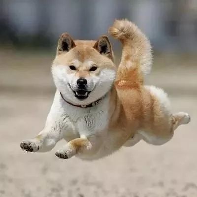 柴规解读，柴犬小明的生活乐趣探索
