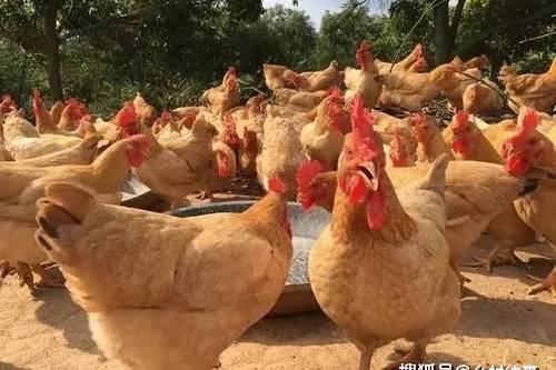 山东滨州毛鸡最新价格，时代印记与市场动态