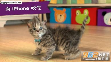 猫展比赛，展现猫咪独特魅力的舞台