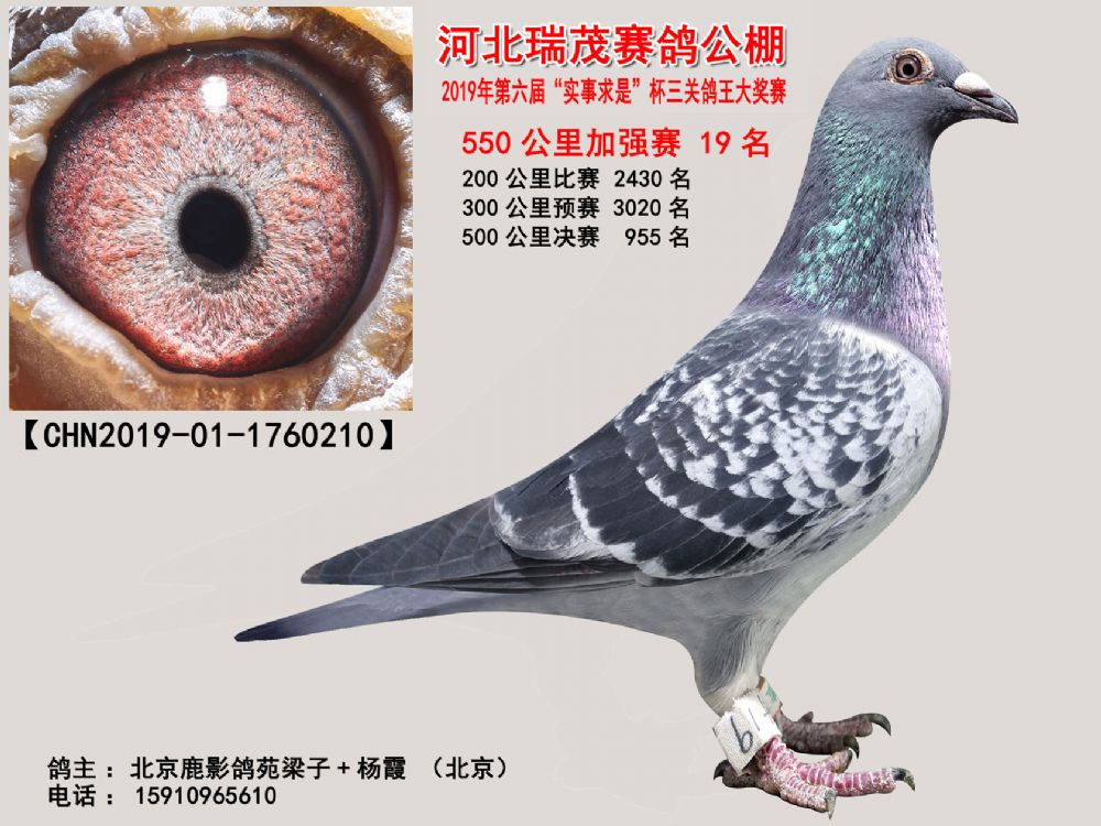 瑞茂公棚启航新征程，最新公告成就梦想之翼