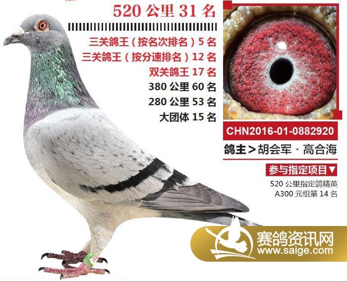 万喜赛鸽公棚最新通告，参与赛鸽活动的步骤详解
