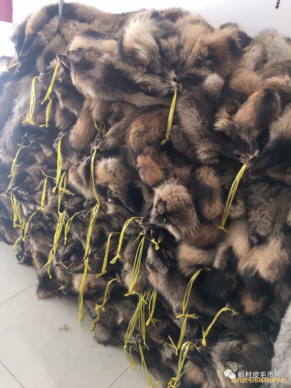 今日貉子皮价格，自然美景探险之旅的探寻之路