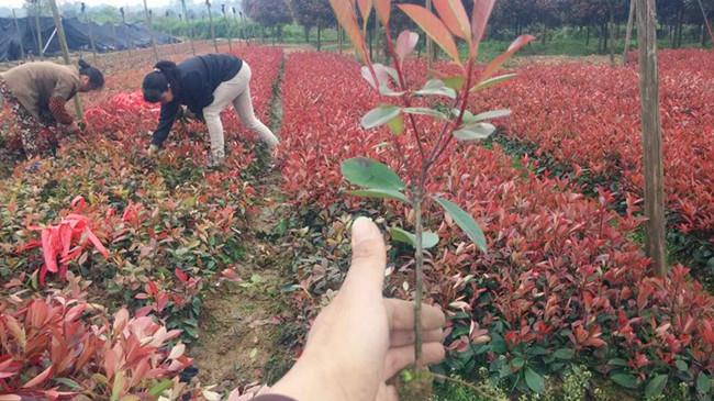 红叶石楠价格，探索变化的力量与自信成就感的旅程