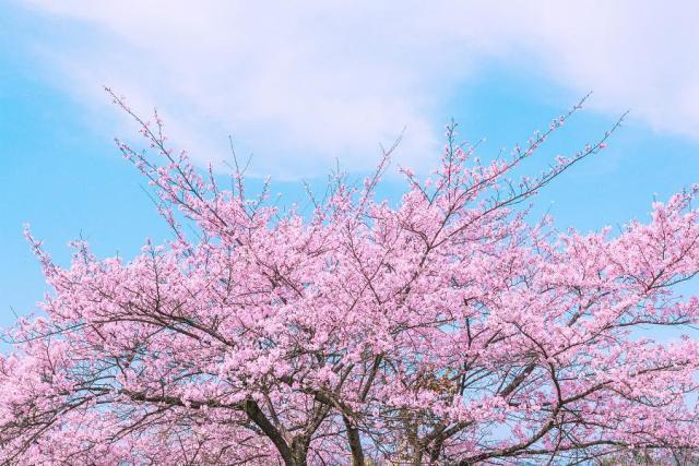 日本之旅,把握机遇,共创辉煌