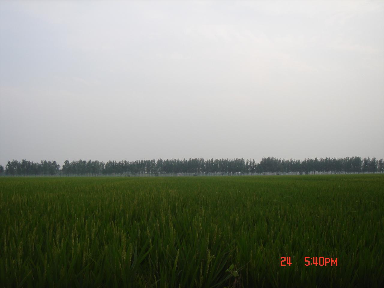 明星蒸，绿色之旅探寻内心平静之路