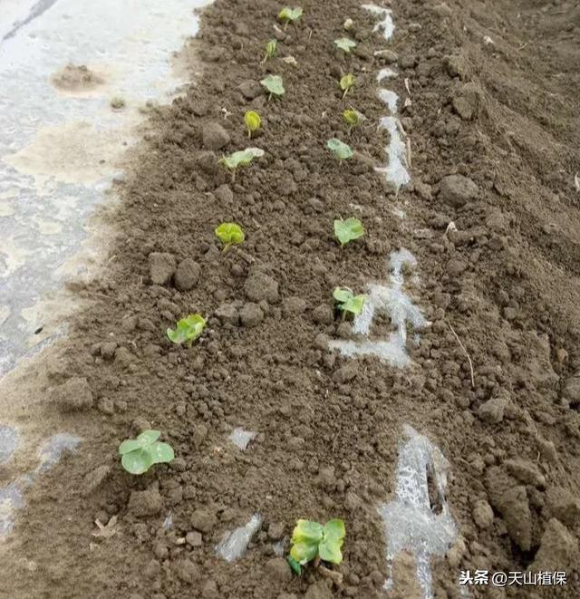 新疆棉花最新价格及动态分析概述