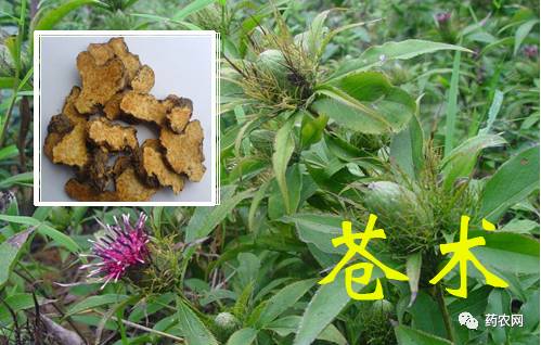 关于苍术最新价格的探讨与分析