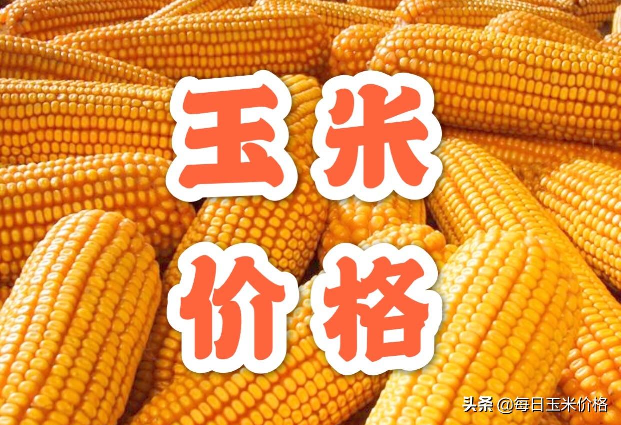 河北玉米价格最新行情概览，掌握行情的步骤指南