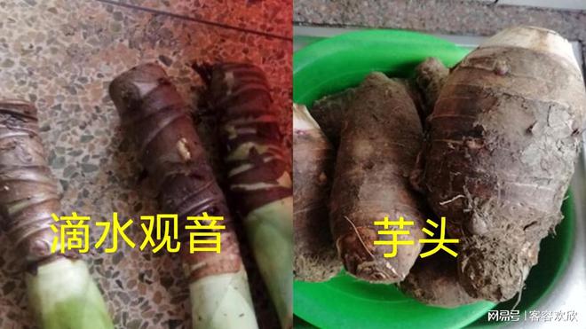 滴水观音