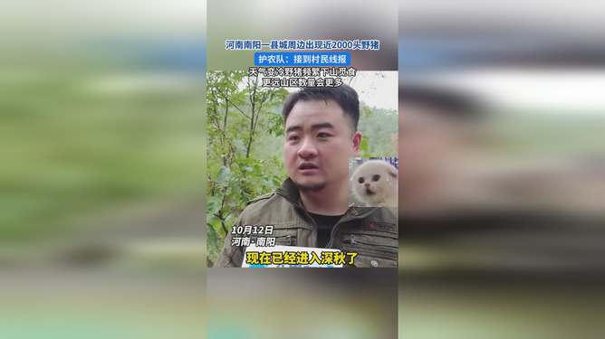 河南县城周边野猪数量激增，近两千头的生态变迁与力量展现