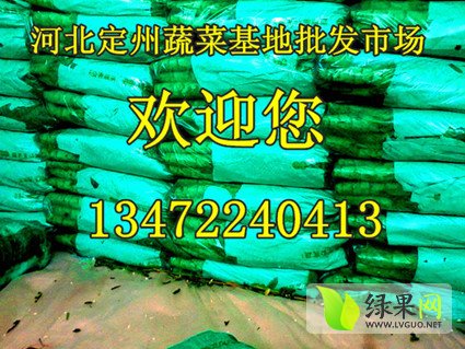 莴笋价格最新行情与市场动态深度剖析