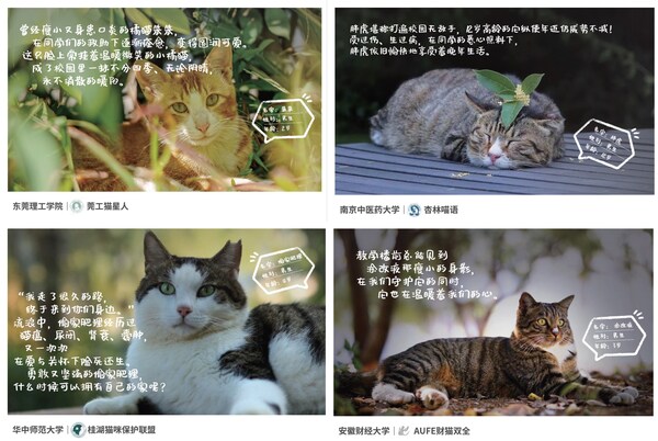 猫咪官网最新高科技产品介绍，探索最新猫咪科技产品