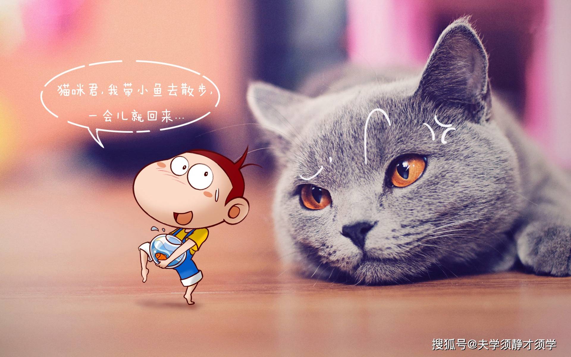 猫咪app最新版，探索学习变化的力量与乐趣