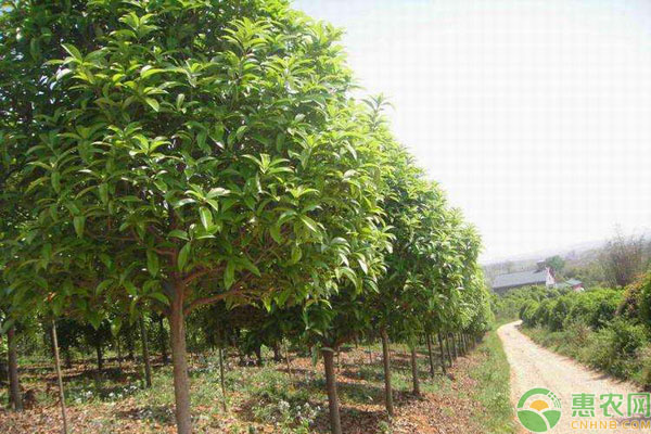 桂花树最新价格