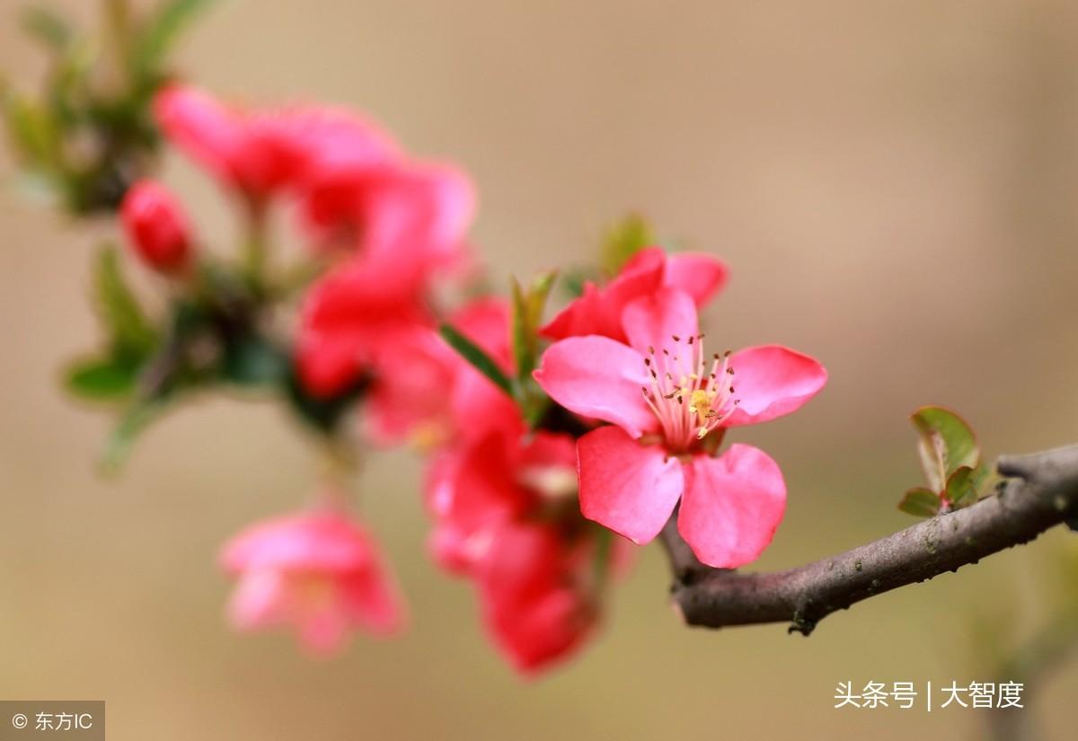 落花网最新